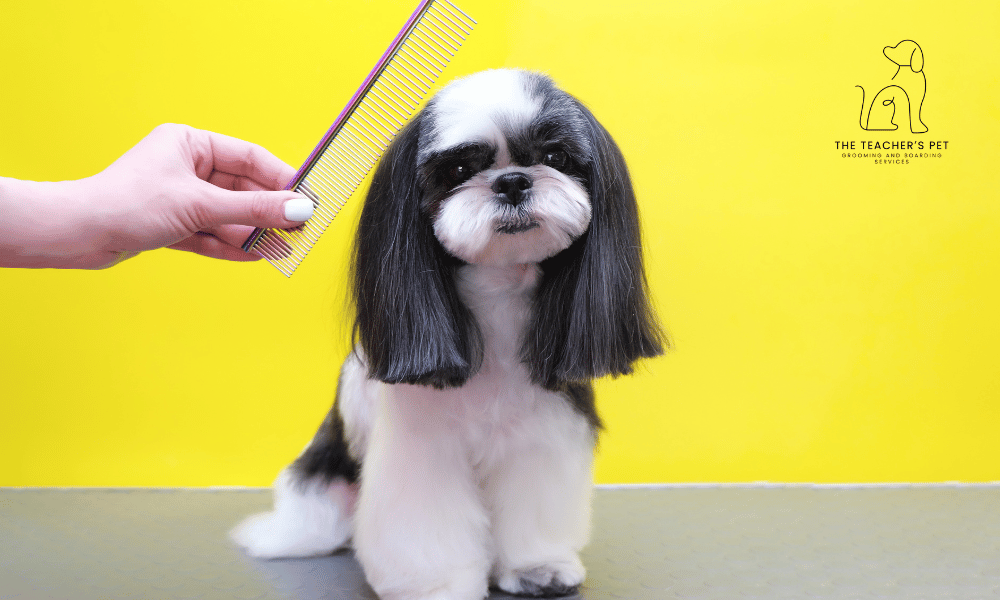 Why Regular Dog Grooming Is Essential for Your Pet’s Health and Happiness
