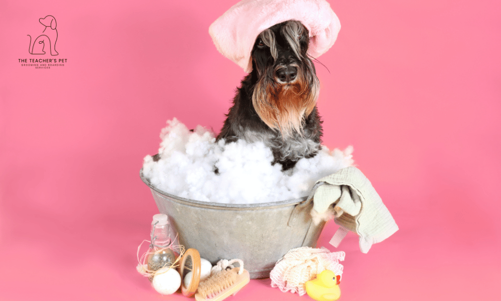 The Ultimate Guide to Dog Grooming in Bitterne